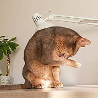 Abesínska mačka čistenie srsti
