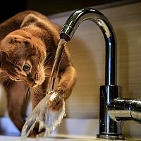 Abesínska mačka hra s vodou