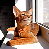 Abesínska mačka na okne