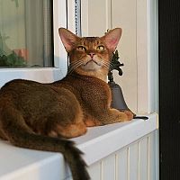 Abesínska mačka na okne