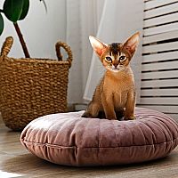 Abesínska mačka pelech