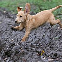 Labrador šteniatko v blate