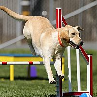 Labrador tréning