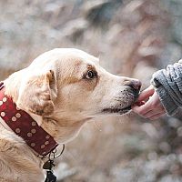 Labrador povaha