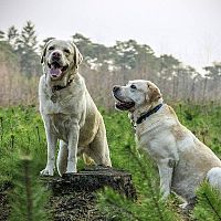 Labrador na prechádzke v lese