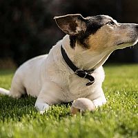 Jack Russell v tráve