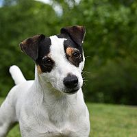 Jack Russell vzhľad