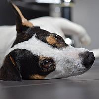 Jack Russell na podlahe