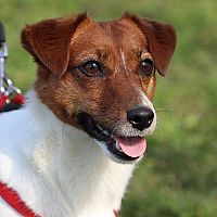 Jack Russell na vôdzke