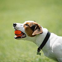 Jack Russell s loptičkou