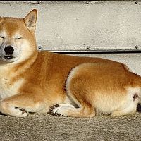 Shiba Inu spánok