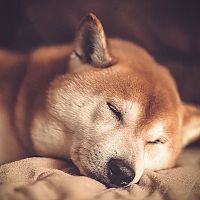 Shiba Inu spánok