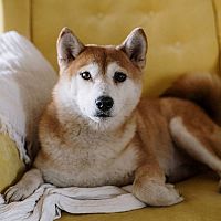 Shiba Inu s kresle