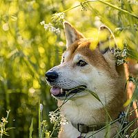 Shiba Inu v tráve