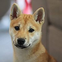 Shiba Inu vzhľad