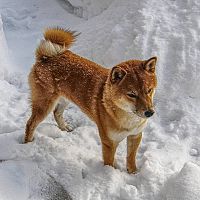 Shiba Inu a sneh