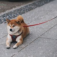 Shiba Inu na vôdzke