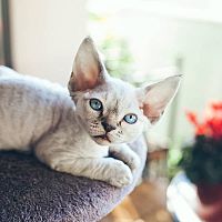 Devon Rex mačiatko