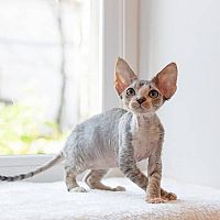 Devon Rex na okne