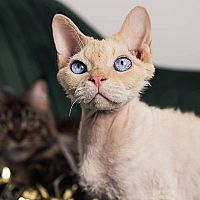 Devon Rex srsť