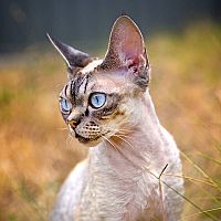 Devon Rex uši