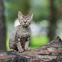 Devon Rex v prírode