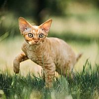 Devon Rex v tráve