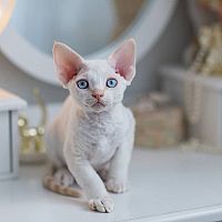 Biela Devon Rex