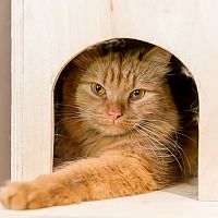 Drevený domček pre mačku v interiéri