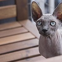 Mačka Sphynx