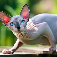 Sphynx modré sfarbenie