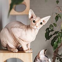 Sphynx povaha