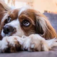 Cavalier King Charles Španiel na gauči