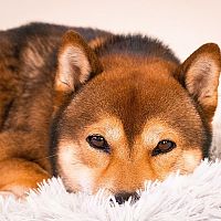 Shiba Inu srsť