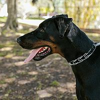 Doberman na vôdzke