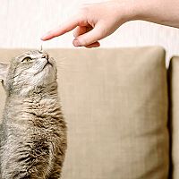 Ako naučiť mačku poslúchať