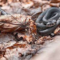 Užovka obojková (obyčajná) v lístí