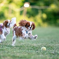 Cavalier King Charles Španiel hra v záhrade