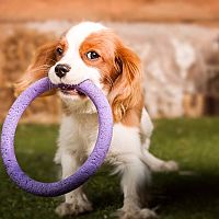 Cavalier King Charles Španiel hra