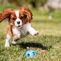 Cavalier King Charles Španiel s loptičkou