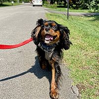 Cavalier King Charles Španiel na vôdzke