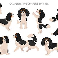 Cavalier King Charles Španiel postoj