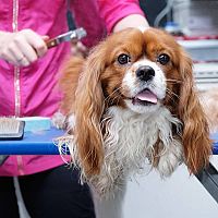 Cavalier King Charles Španiel starostlivosť