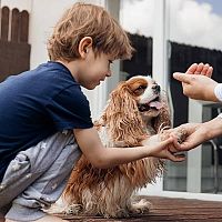 Cavalier King Charles Španiel výcvik