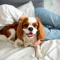 Cavalier King Charles Španiel v posteli