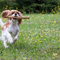 Cavalier King Charles Španiel hra