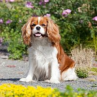 Cavalier King Charles Španiel v záhrade