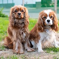 Cavalier King Charles Španiel sfarbenie