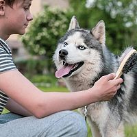 Sibírsky husky starostlivosť o srsť