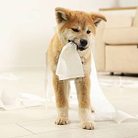 Akita Inu povaha